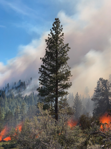 Wildfire Research
